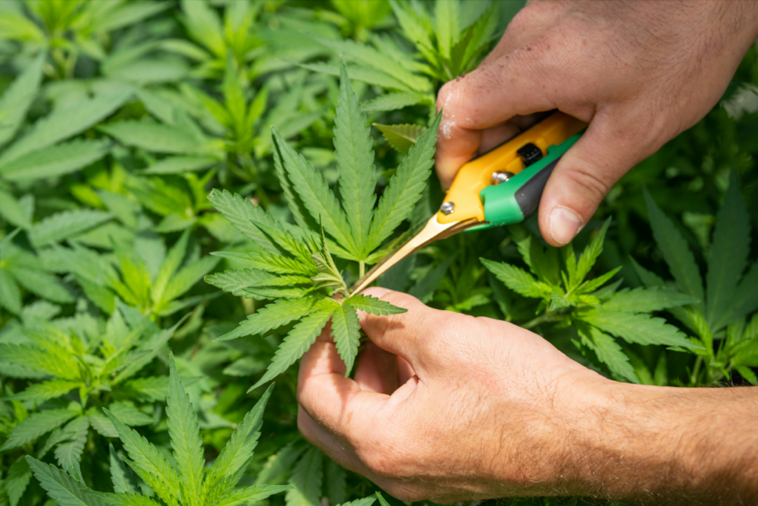 Why It Matters Where Your Weed Comes From
