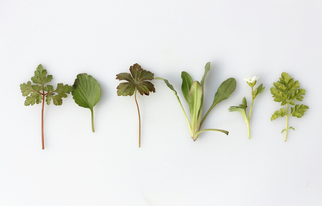 Cannabis, Herbs, and the Rise of Alternative Wellness